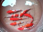 Koi Fish SL Kohaku