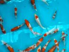 Koi fishes