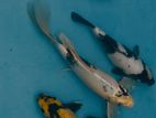 Koi fishs ( කොයි මසුන්)