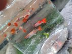 Koi Guppy