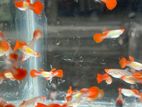 Koi Guppy Fish
