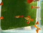 Koi Guppy