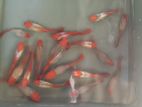 Koi Guppy
