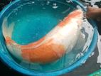 Koi Karf Fish