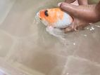 Koi Carp Fish