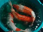 Koi Carp Fish