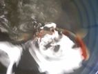 Koi Karp 6 to 7 Inch