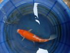 Koi Karp Fish