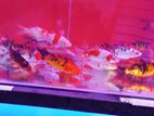 Koi Carp Fish