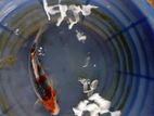 Koi Carp Fish