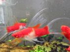 Kohaku Lyretail Red Eye Swordtail