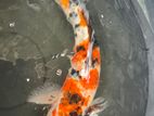 Koi Ochiba 14 Inches Female