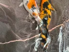 Koi Fish