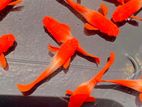 Koi Pure Stain Guppy
