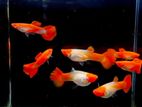 Koi Stain Guppy