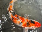 Koi Sanke 12 Inches
