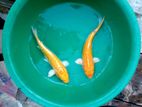 Sri Lankan Koi Fish