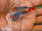 Koi Thuxedo Guppy