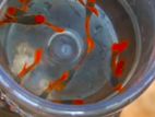 Koi Thuxedo Guppy