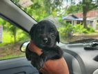 Cocker Spaniel