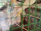 Cockatiel Bird