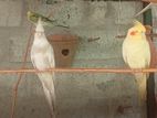 Cockatiel Birds