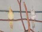 kokatel birds