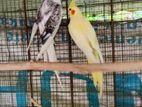 Cockatiel Bird