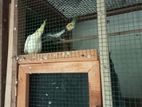Cockatiel Birds with Cage