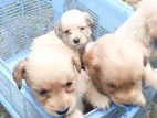 Cocker Spaniel Puppies