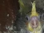 Cockatiel Chicks