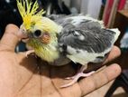 Cockatiel Birds chicks