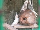 කොකටේල් කුරුල්ලන්