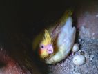 කොක්ටේල් පැටවුන්