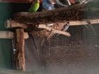 කොකටෙල් කුරුල්ලන්