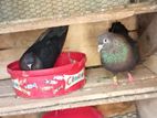 Kolan Pigeon