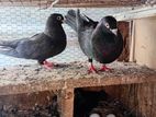Pigeons