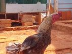 Rooster