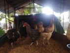 Chickens