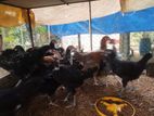 Farm Chickens