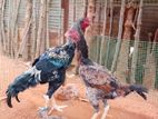 Velladiyan Rooster
