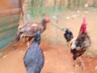 Aseel Rooster
