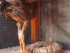 Velladiyan Rooster