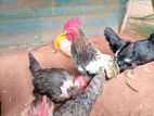 Farm Hens