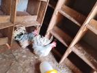 Bantam Kolikal