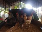 Chickens