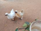Kolikal