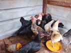 Farm Chickens