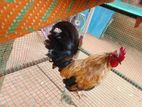 Bantam Chicken