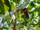 Koli Kuttu Banana Plants